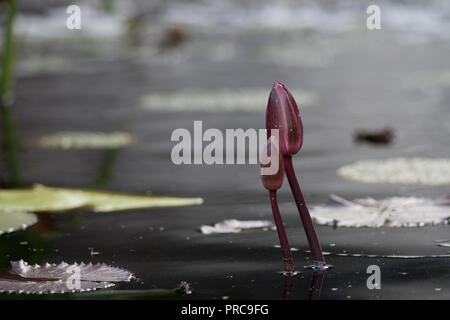 Nahaufnahme von zwei seerosen im Teich noch zu blühen Stockfoto