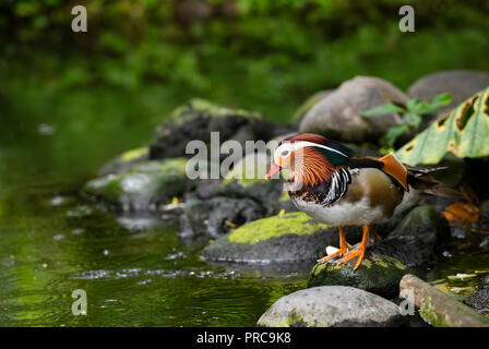 Mandarin Ente - Aix galericulata, schöne bunte Ente aus asiatischen Seen und Flüsse, China. Stockfoto
