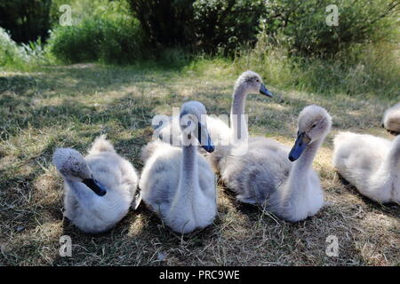 Wild Cygnet (Cygnus) 3. Juli 2018, Bedfont Bedfont Lakes, London, UK Stockfoto