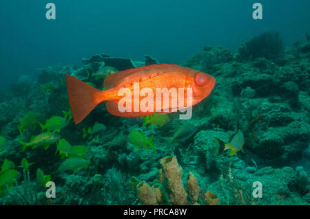 Großaugenthun roter Fisch Stockfoto