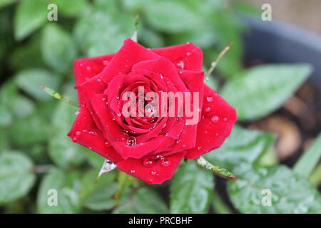 Regentropfen auf einer Miniatur red rose Stockfoto