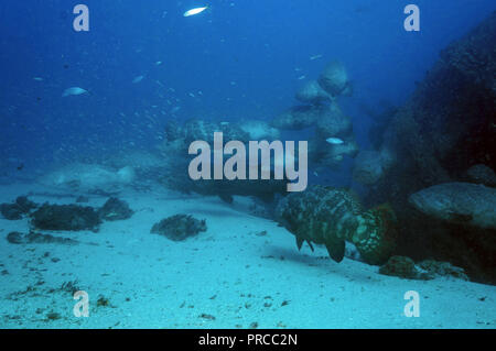 Goliath Grouper Stockfoto