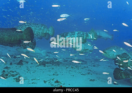 Goliath Grouper Stockfoto