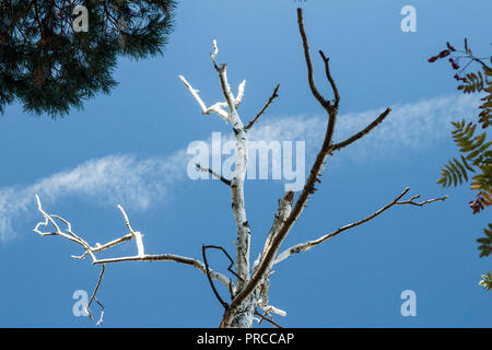 Die schmalen Zweige einer Birke. Stockfoto