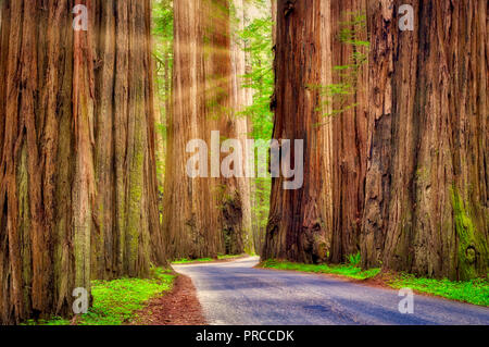 Straße durch Humbolt Redwoods State Park mit redwoods. Kalifornien Stockfoto