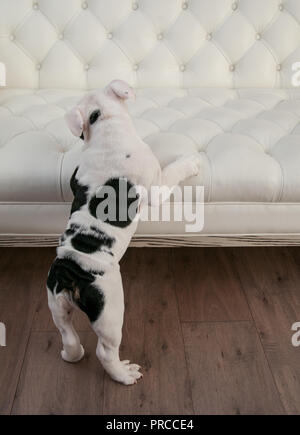 Schwarze und weiße Bulldogge steht bis auf die Hinterbeine mit zurück nach vorn zeigend und Tatzen auf weißes modernes geschwollene Plissee Couch. Er ist auf der Suche nach Links. Stockfoto