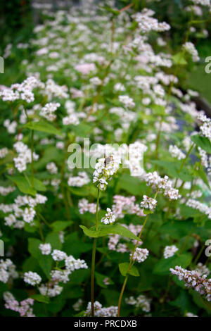 Honey Bee Trinkwasser Regenwasser auf weißen Buchweizen Blumen Stockfoto