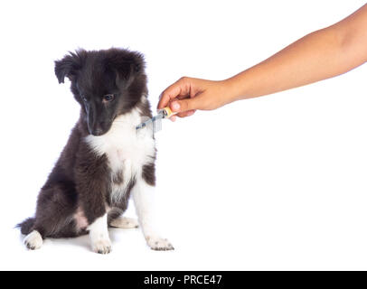 Shetland Sheepdog auf weißem Hintergrund Stockfoto