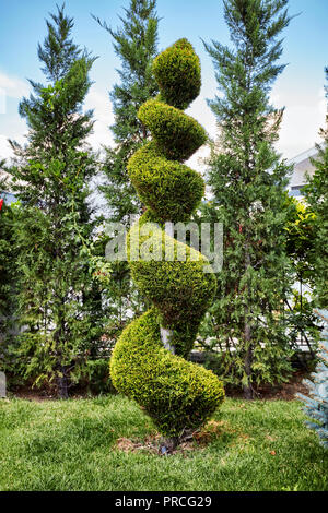 Evergreen aborvitae thuya Baum in einem dekorativen spiralförmig in einem Garten getrimmt Stockfoto