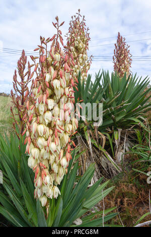 Yucca gloriosa Yucca Pflanze Blüte wächst unter Farne in West Cork Irland. Stockfoto