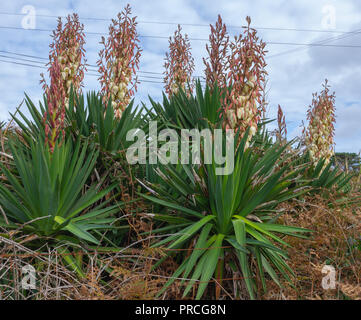 Yucca gloriosa Yucca Pflanze Blüte wächst unter Farne in West Cork Irland. Stockfoto