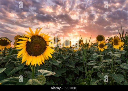 Schöne Sonnenblumen Feld unter den feurigen Sonnenuntergang in Italien Stockfoto