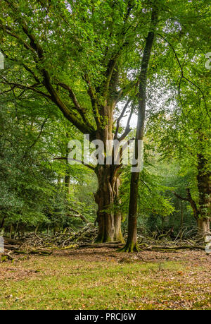 Englisch Stiellose Eiche (Quercus pontica) im New Forest National Park, Hampshire, England, Großbritannien Stockfoto