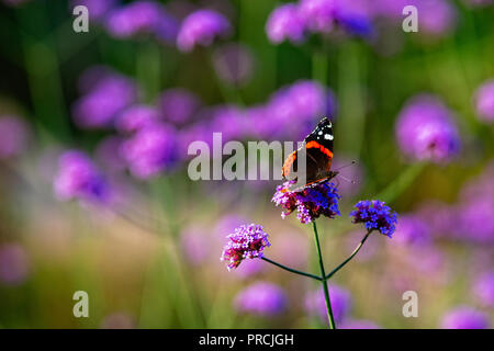 Distelfalter Schmetterling auf einem violetten Eisenkraut Blüte an einem warmen Sommertag. Verschwommenen Hintergrund, freier Platz für die Eingabe von Text Stockfoto