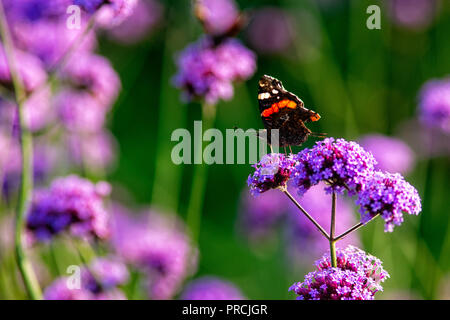 Distelfalter Schmetterling auf einem violetten Eisenkraut Blüte an einem warmen Sommertag. Verschwommenen Hintergrund, freier Platz für die Eingabe von Text Stockfoto