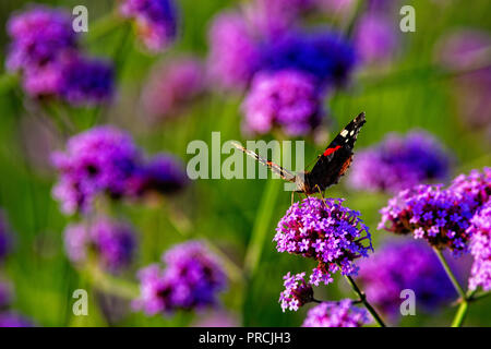 Distelfalter Schmetterling auf einem violetten Eisenkraut Blüte an einem warmen Sommertag. Verschwommenen Hintergrund, freier Platz für die Eingabe von Text Stockfoto