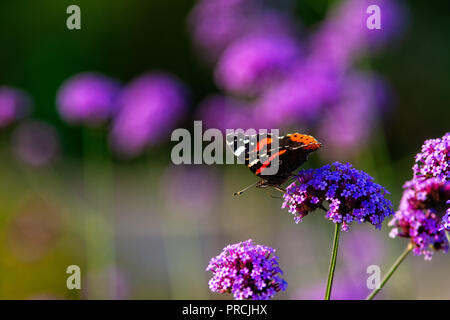 Distelfalter Schmetterling auf einem violetten Eisenkraut Blüte an einem warmen Sommertag. Verschwommenen Hintergrund, freier Platz für die Eingabe von Text Stockfoto