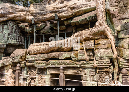 Metal Gerüst bieten Unterstützung für Wände wie die Wurzeln eines riesigen Baumes drohen zu ruinieren und übernehmen die UNESCO-Weltkulturerbe von ankor Thom, Stockfoto