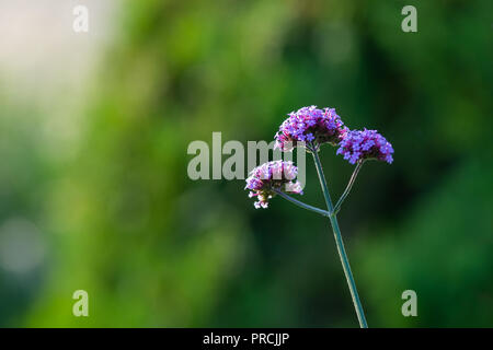 Schönen violetten Eisenkraut Blüte. Einen Stamm, drei Köpfe. Weichen, grünen Hintergrund Spiel von Licht und Schatten. Sommer im Garten. Freien Speicherplatz zu en Stockfoto