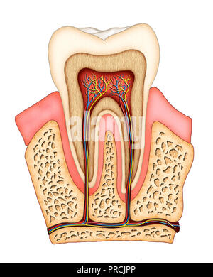 Abschnitt einer molaren zeigt die interne Struktur. Digitale Illustration. Stockfoto