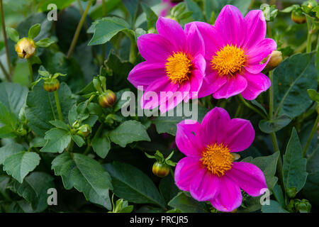 Drei rosa oder lila dekorative Blüten, Knospen, grüne Blätter. Sommer im Garten. Schöne dekorative floral background, Kulisse oder Tapete f Stockfoto