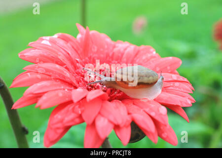 Eine kleine schnecke auf pulsierende rosa blühenden Gerbera Blume mit vielen Wassertropfen nach dem Regen Stockfoto