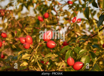 Nahaufnahme von roten Früchten Hagebutten zwischen den grünen Blättern, mit Sonnenschein am hellen Tag Herbst Stockfoto