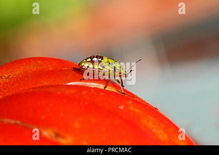 Grüne stinken bug Larve in der abschließenden 5. instar nezara viridula Stufe Latein Fütterung auf eine Tomate Familie pentatomidae auch genannt ein grünes Gemüse Fehler Stockfoto