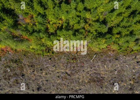 Antenne drone Ansicht der Abholzung von einem Pinienwald Stockfoto