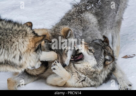 Drei Graue Wölfe spielen Kämpfen Stockfoto