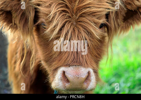 Nahaufnahme, Porträt einer jungen Highland Bulle. Stockfoto