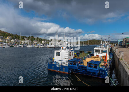 Tarbert Hafen, Argyll und Bute Schottland Stockfoto