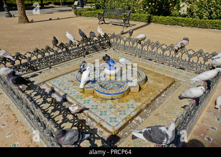 Weiße Tauben im Parque de Maria Luisa. Sevilla, Spanien Stockfoto