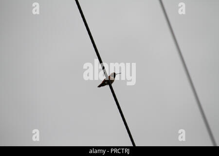 Ein Kolibri ruht auf einem Power Line mit einem bewölkten Himmel im Hintergrund Stockfoto