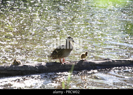 Eine Mutter Ente und ihre Küken, sitzend auf einem Log in einem See an einem sonnigen Tag Stockfoto