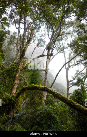 Die cocora Tal (Spanisch: Valle de Cocora) ist ein Tal in der Abteilung der Quindío, gerade außerhalb der hübsche kleine Stadt des Salento, in dem Land, Stockfoto