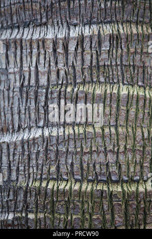 Makroaufnahme der Rinde eines weinenden Cabbage Palm Stockfoto