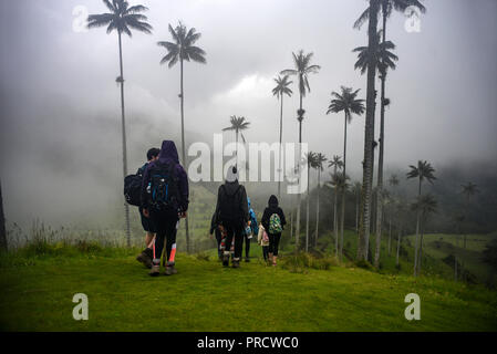 Die cocora Tal (Spanisch: Valle de Cocora) ist ein Tal in der Abteilung QuindÌo, gerade außerhalb der hübsche kleine Stadt des Salento, in dem Land, Stockfoto