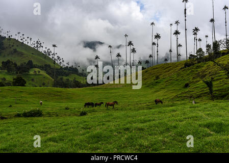 Die cocora Tal (Spanisch: Valle de Cocora) ist ein Tal in der Abteilung QuindÌo, gerade außerhalb der hübsche kleine Stadt des Salento, in dem Land, Stockfoto