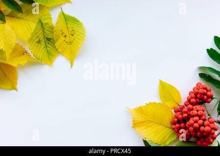 Blätter im Herbst, ein Zweig der Mountain Ash auf einem weißen Hintergrund. Kopieren Sie Platz Stockfoto