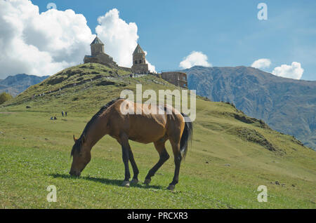 Pferde in der Nähe der Kirche der Heiligen Dreifaltigkeit Gergeti durch den Fluss Chkheri, unter dem Berg Kazbegi liegt auf einer Höhe von 2170 Metern in den Kaukasus, Georgien Stockfoto