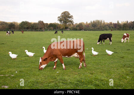 Red Cow und weißen Gänse im grünen Gras Wiese in der Nähe von Utrecht in den Niederlanden Stockfoto