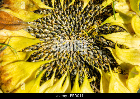 Nahaufnahme von Sonnenblumenkernen Köpfe. Stockfoto