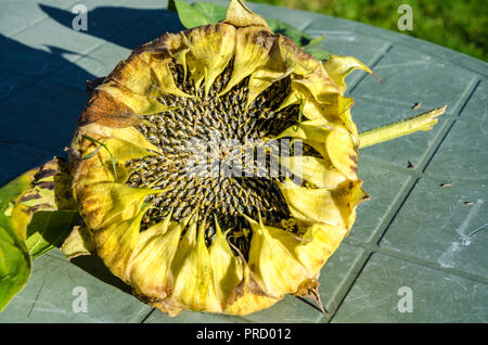 Nahaufnahme von Sonnenblumenkernen Köpfe. Stockfoto