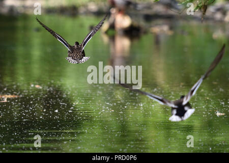 Eine weibliche Ente wird durch eine männliche Ente im Flug verfolgt (Deutschland). Eine weibliche Ente wird von einems Erpel im Flug verfolgt (Deutschland). Stockfoto