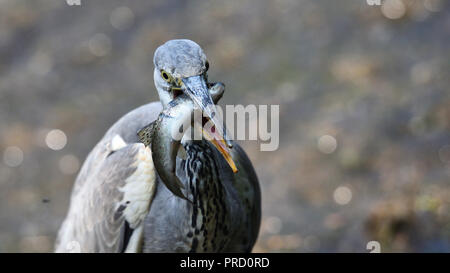 Ein Graureiher hat einen großen Fisch im Schnabel (Deutschland). Ein Graureiher hat einen grossen Beutefisch im Schnabel (Deutschland). Stockfoto