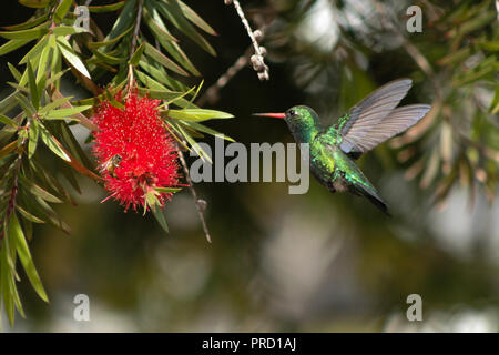 Glitzernde-bellied Emerald (Chlorostilbon Lucidus) Kolibri im Flug feeds Nektar von Weinen bottlebrush (Melaleuca Viminalis) Blüte Stockfoto