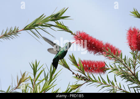 Glitzernde-bellied Emerald (Chlorostilbon Lucidus) Kolibri im Flug feeds Nektar von Weinen bottlebrush (Melaleuca Viminalis) Blüte Stockfoto