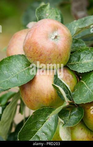 Helmsley ummauerten Garten, Helmsley, North Yorkshire, UK. Herbst, September 2018. Stockfoto