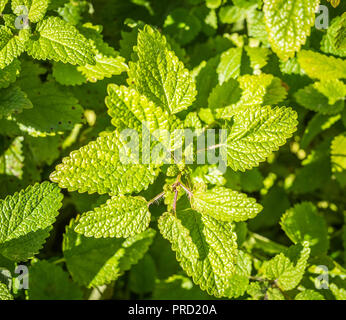 Detail der Zitronenmelisse im Garten. Melissa officinalis Blätter Stockfoto